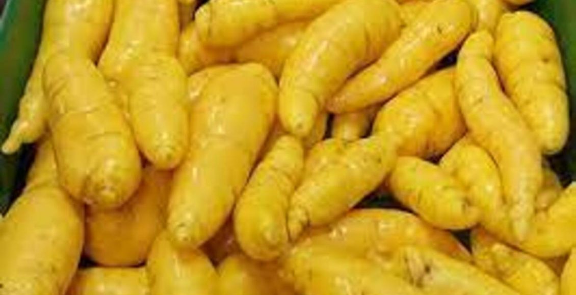 Como cultivar a batata aipo em casa: Veja dicas práticas para o seu dia a dia - Fonte: Pixabay