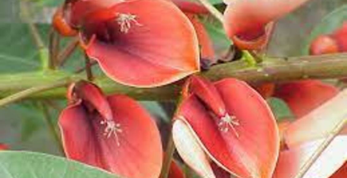 Plantas da Argetina: saiba quais são as principais delas para ter em seu jardim - Fonte: Canvas