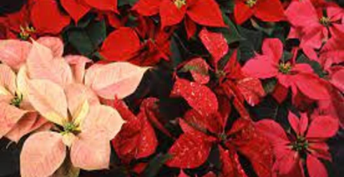 Como cultivar Poinsétias? Veja dicas super fáceis para ter a "Flor do Canadá" em casa - Fonte: Pixabay