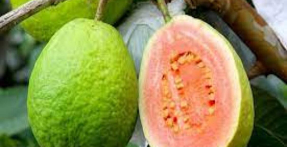 Veja como fazer shampoo caseiro de folha de goiaba: veja receita mais fácil do mundo - Fonte: Pixabay