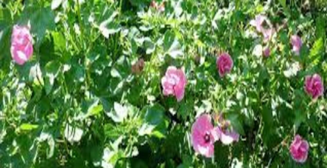 Como cultivar Lavatera-de-três-meses? Veja dicas de cuidados com a planta - Fonte: Pixabay