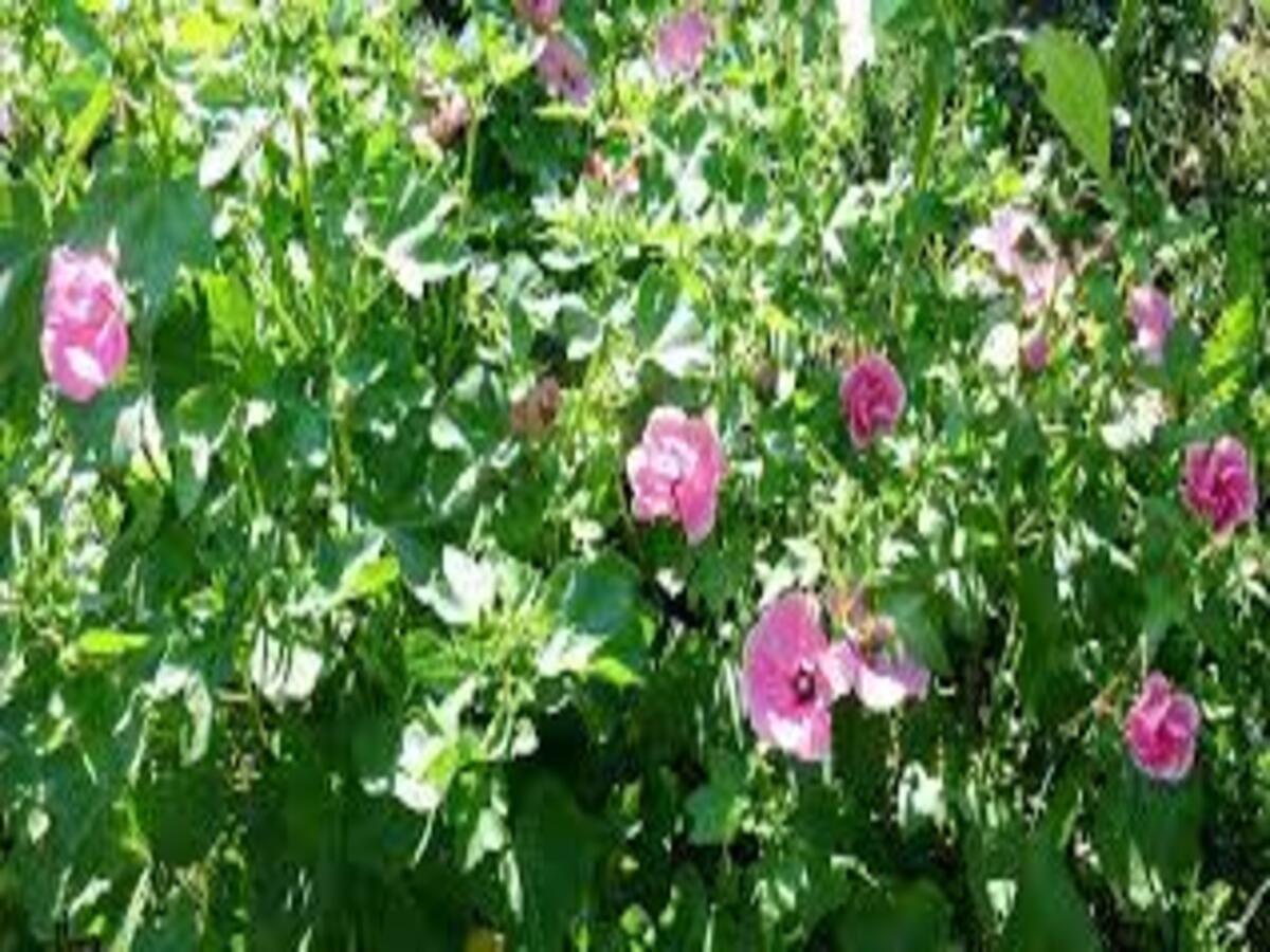 Como cultivar Lavatera-de-três-meses? Veja dicas de cuidados com a planta - Fonte: Pixabay