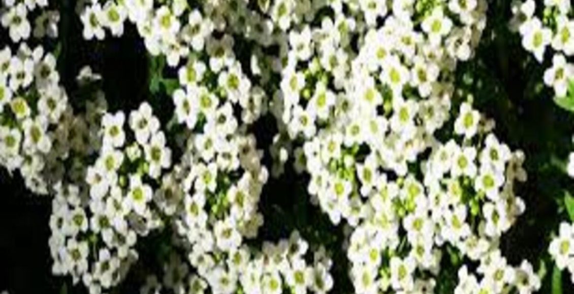 Como cultivar Álisso? Veja dicas mais fáceis do mundo para ter planta em casa - Fonte: Pixabay