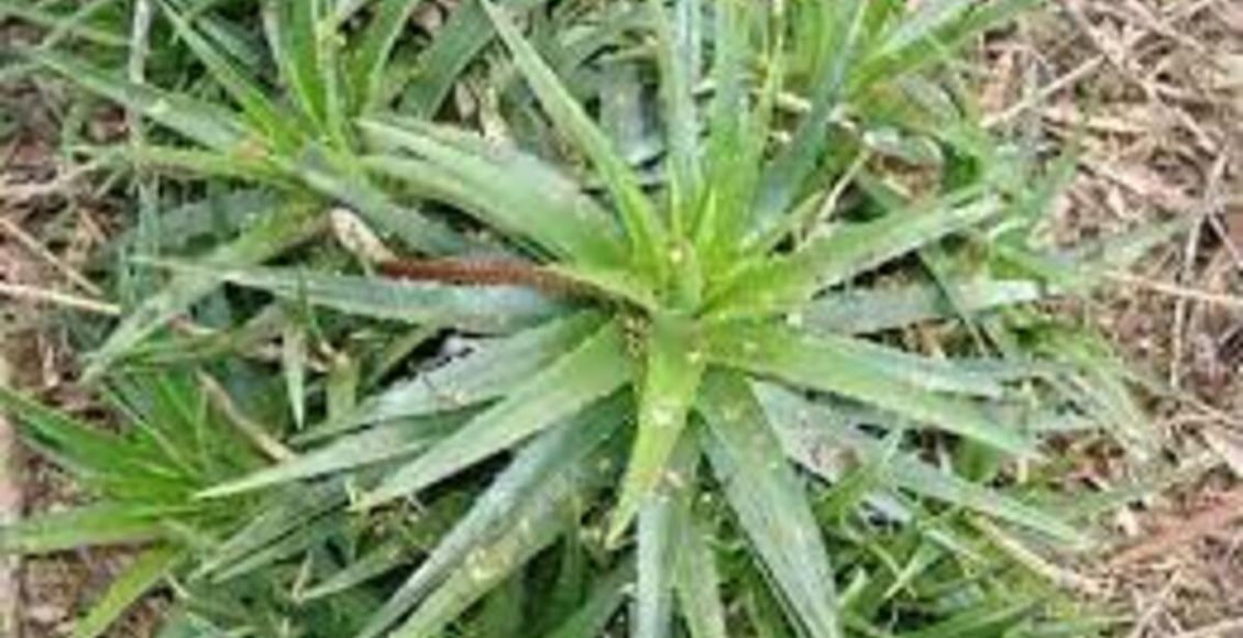 Como cultivar Bromélia-lâmina-de-serra em casa? Veja dicas para ter a folhagem pontuda - Fonte: Pixabay