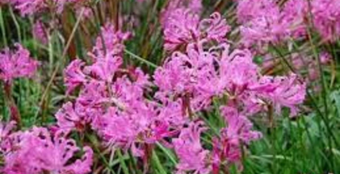 Como cultivar Raquelina? Veja dicas super fáceis para fazer a plantação em casa - Fonte: Pixabay