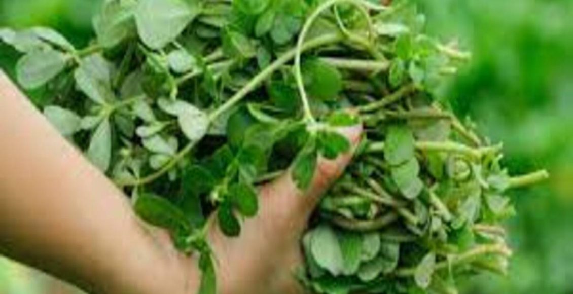 Como cultivar Beldroega? Veja qual é o passo a passo mais fácil do mundo para ter planta em casa - Fonte: Pixabay