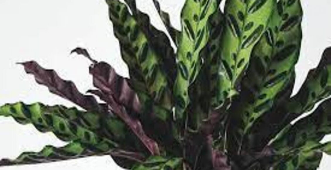 Como cultivar Maranta-cascavel em casa? Veja dicas super fáceis para te ajudar - Fonte: Pixabay