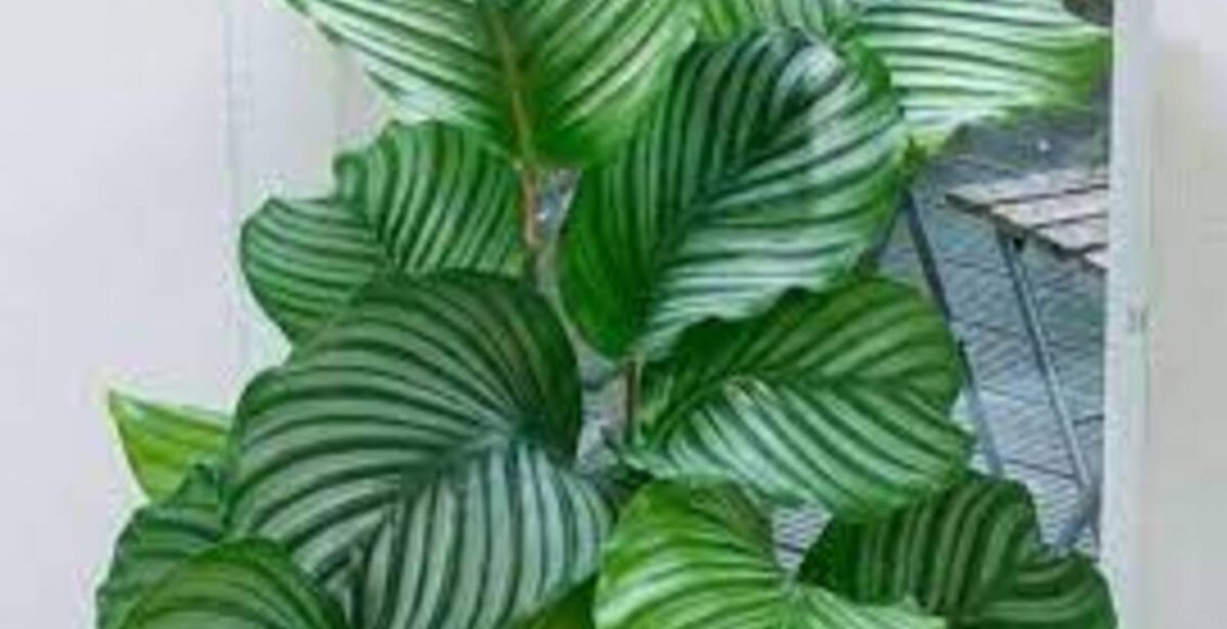 Como cultivar Caetê-redondo? Veja dicas fáceis para ter a planta em sua casa - Fonte: Pixabay