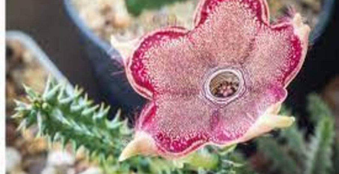 Como cultivar Tapete-persa? Veja dicas super práticas que podem te ajudar - Fonte: Pixabay