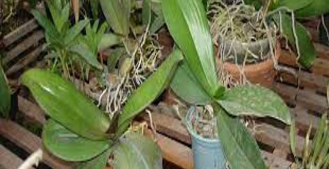 Técnica mais inusitada do mundo para fazer suas orquídeas nascerem super rápido - Fonte: Pixabay