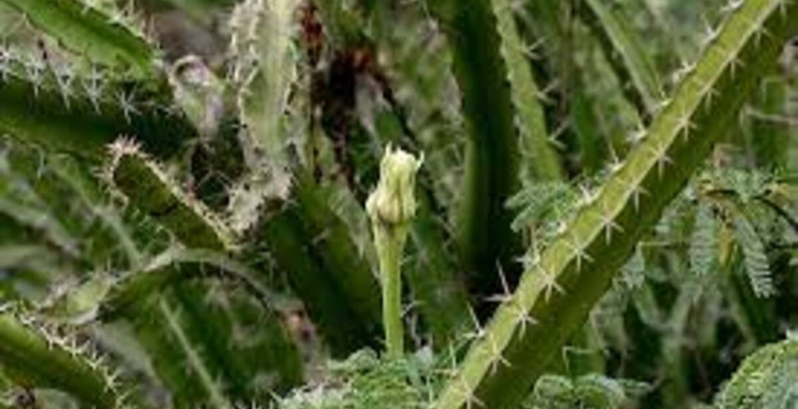 Como cultivar Cacto-triangular? Veja dicas super fáceis para fazer tudo em casa - Fonte: Pixabay