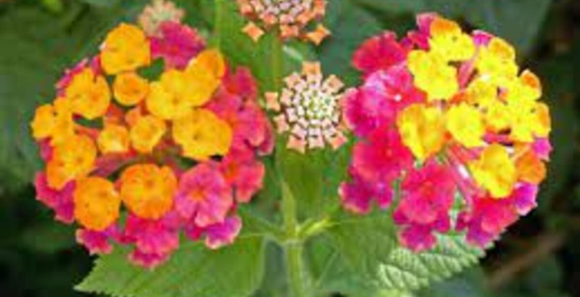 Plantas para atrair borboletas e beija-flores no jardim: Veja quais são elas neste artigo - Fonte: Pixabay