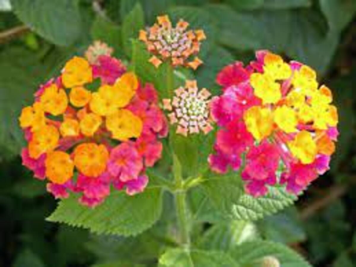 Plantas para atrair borboletas e beija-flores no jardim: Veja quais são elas neste artigo - Fonte: Pixabay