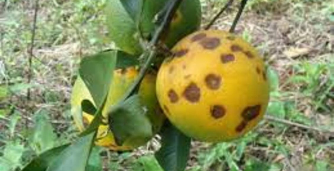 Doença dos Citrus, fumagina na Laranjeira: quais são os sintomas e como resolver - Reprodução Pixabay