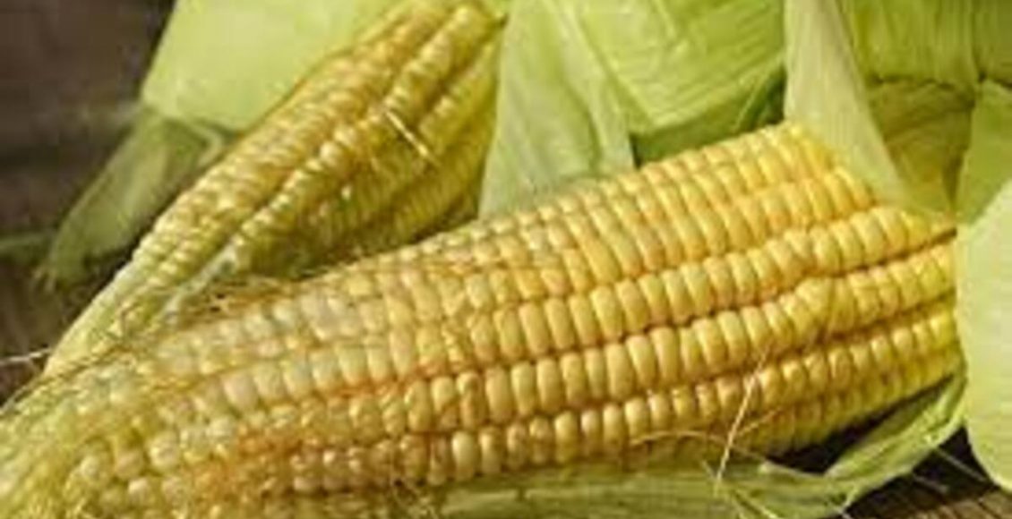 Como reutilizar a casca de milho verde? Veja as dicas mais fáceis do mundo que podem super te ajudar - Fonte: Pixabay