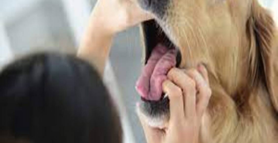 O que fazer quando o cachorro está engasgando? Veja as dicas mais fáceis do mundo neste artigo - Fonte: Pixabay