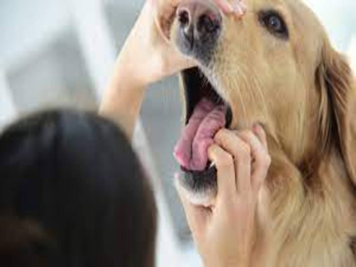 O que fazer quando o cachorro está engasgando? Veja as dicas mais fáceis do mundo neste artigo - Fonte: Pixabay