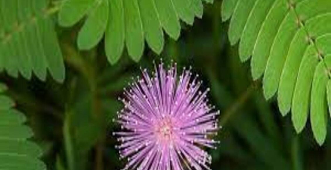 Como cultivar uma dormideira: veja dicas para cuidar e manter a planta no dia a dia - Fonte: Pixabay