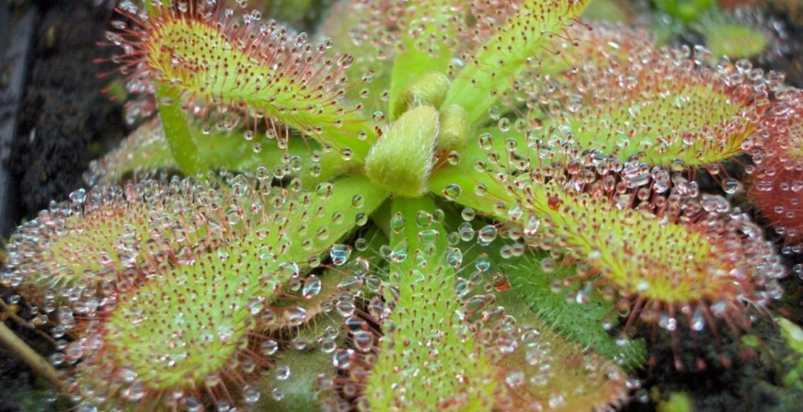 Drosera: conheça a planta carnívora e os seus perigos, saiba como cultivar em casa - Fonte:Pixabay