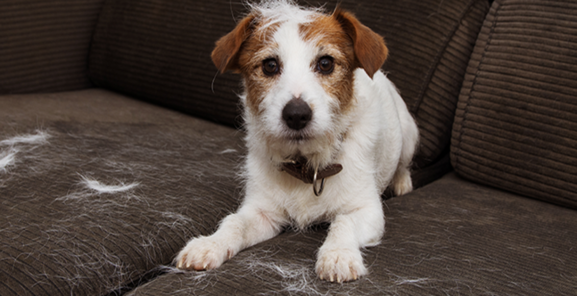 Como tirar pelo do cachorro do sofá em 30 segundos: veja o passo a passo mais fácil do mundo - Fonte: Pixabay