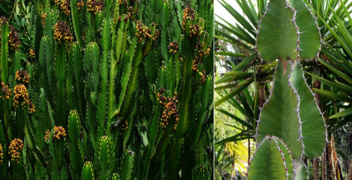 Como cultivar Leiteira-africana? Veja tutorial fácil e prático neste artigo - Fonte: Pixabay