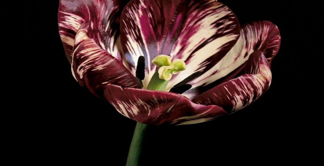 Semper Augustus: como cultivar a planta e dicas para manter os frutos - Fonte: Pixabay