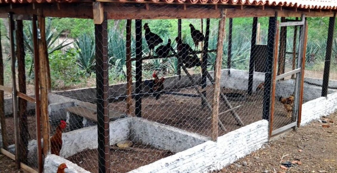 Ratos no galinheiro: o que fazer para acabar com eles e o que causa o aparecimento - Fonte: Pixabay