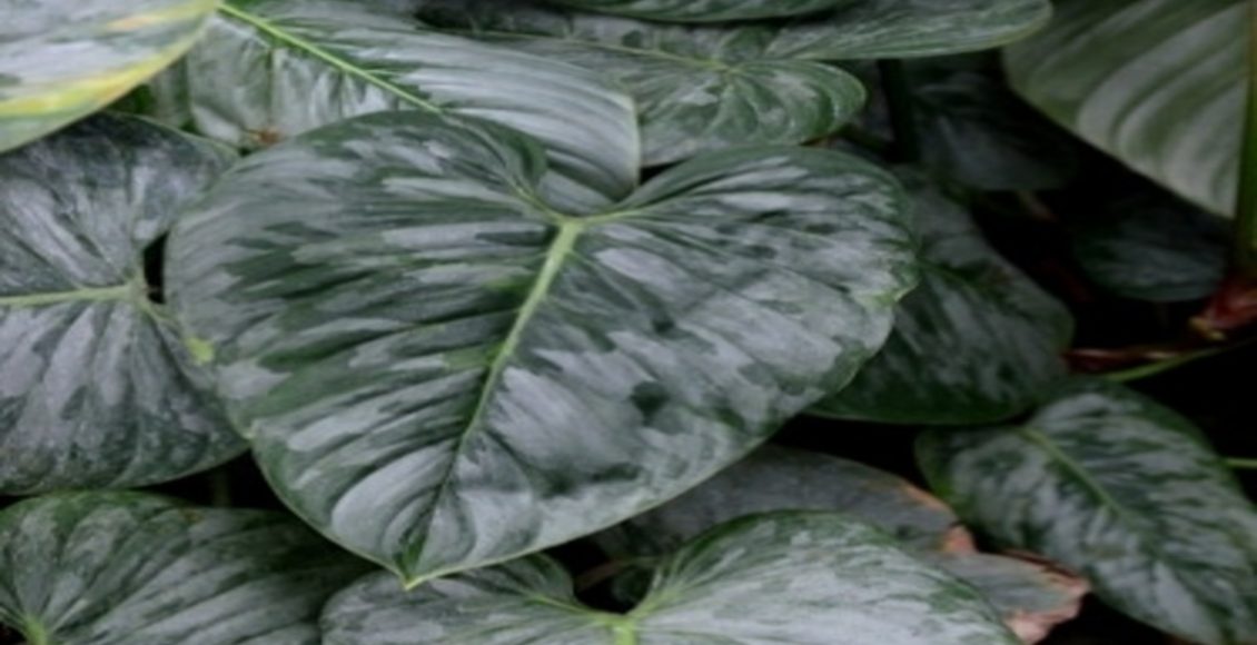 Como cultivar Filodendro-folha-de-prata? Saiba mais sobre dicas de como plantar - Fonte: Pixabay