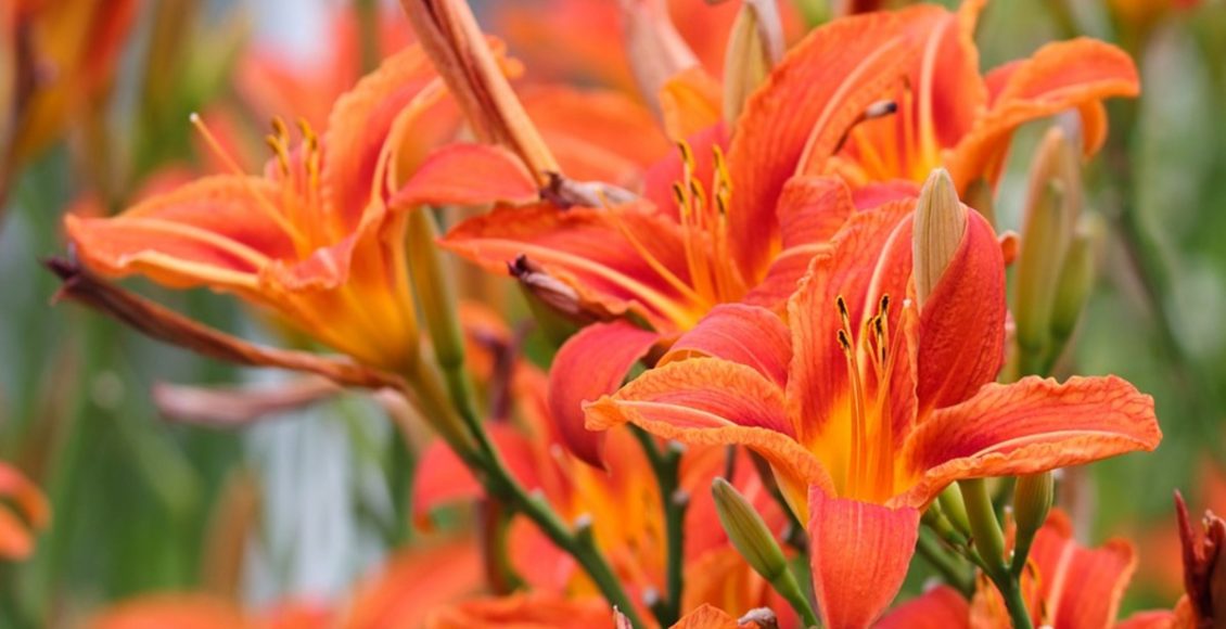 Como cultivar o Lírio de fogo? Veja dicas de melhor tipo de solo, região e como dar mais flores - Fonte: Canvas