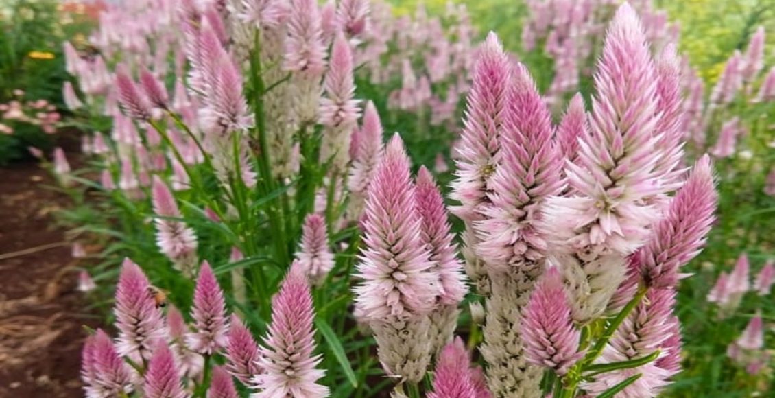Como cultivar a Celosia Feathery? Veja dicas práticas para o seu dia a dia - Fonte: Pixabay