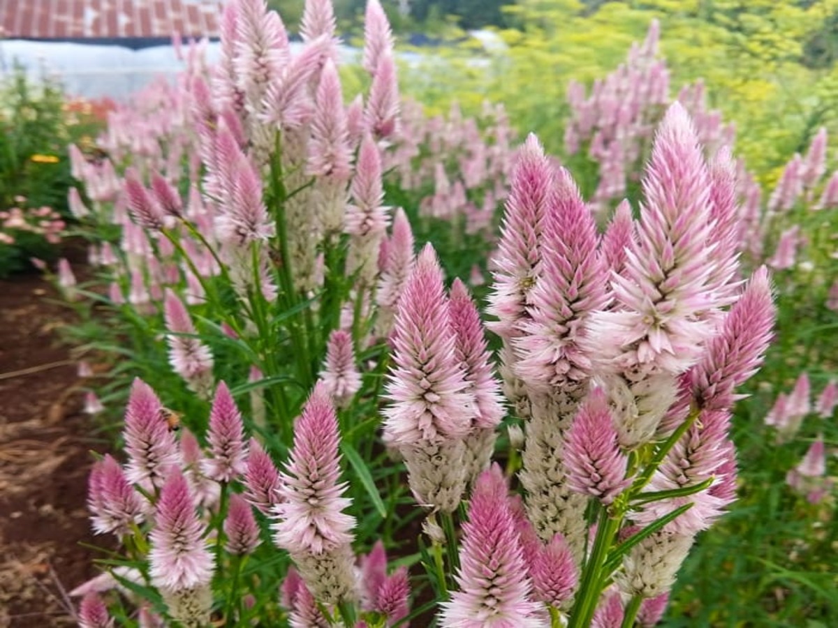 Como cultivar a Celosia Feathery? Veja dicas práticas para o seu dia a dia - Fonte: Pixabay