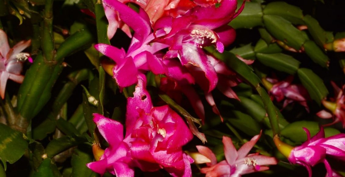 Flor de maio - aprenda dicas rápidas e práticas para cultivar essa planta - Reprodução Canva