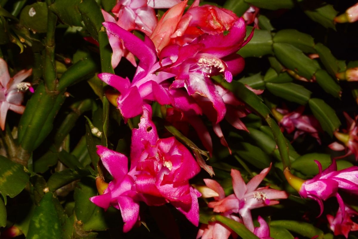 Flor de maio - aprenda dicas rápidas e práticas para cultivar essa planta - Reprodução Canva