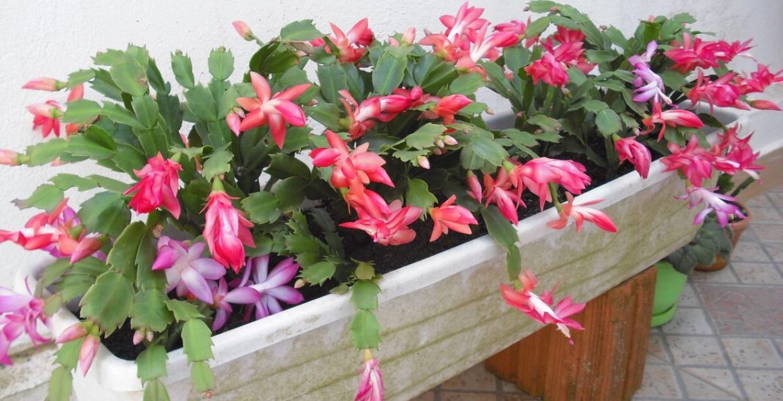 Como cuidar da flor de maio? Veja dicas super fáceis que podem te ajudar a cultivar - Fonte: Canvas