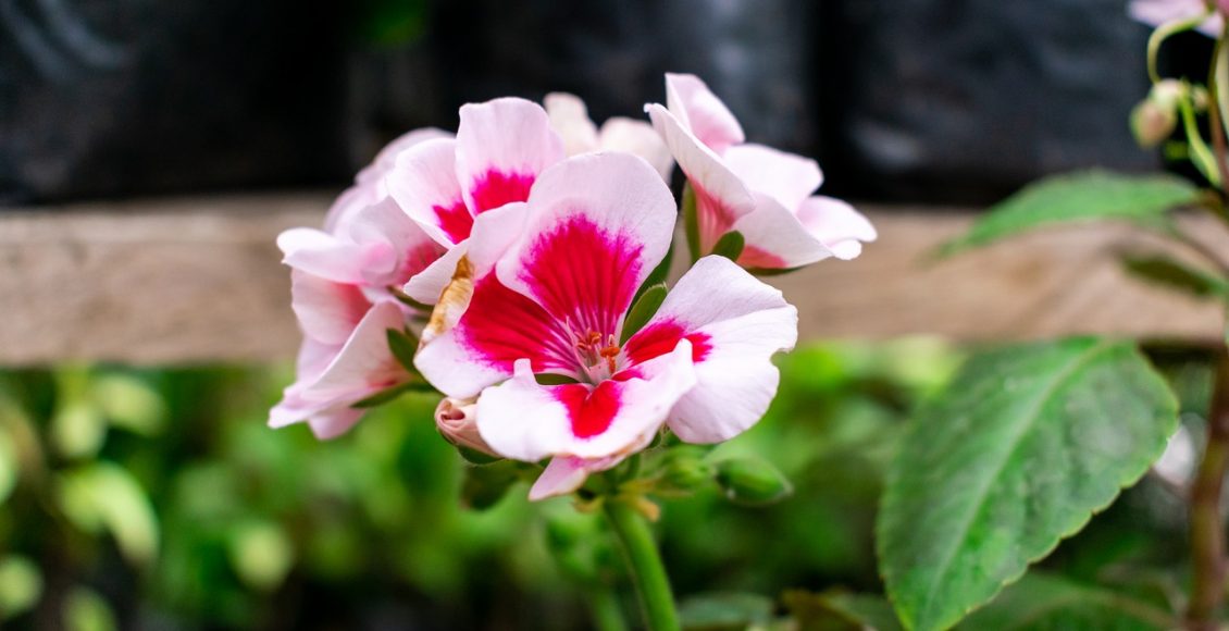 Tenha um jardim sempre cheio de flores mesmo em climas secos - reprodução pixabay