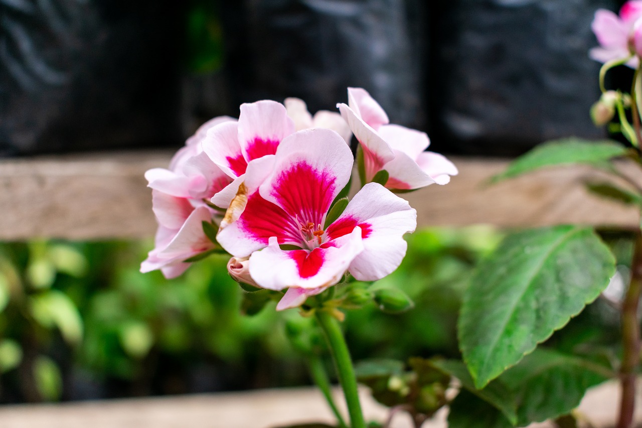 Tenha um jardim sempre cheio de flores mesmo em climas secos - reprodução pixabay