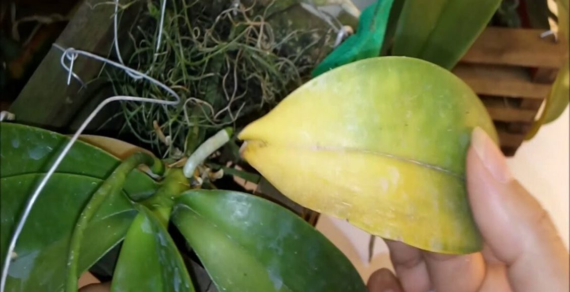 Manchas amarelas e orquídeas murchas: o que pode ser e como acabar com isso? - Fonte: Pixabay