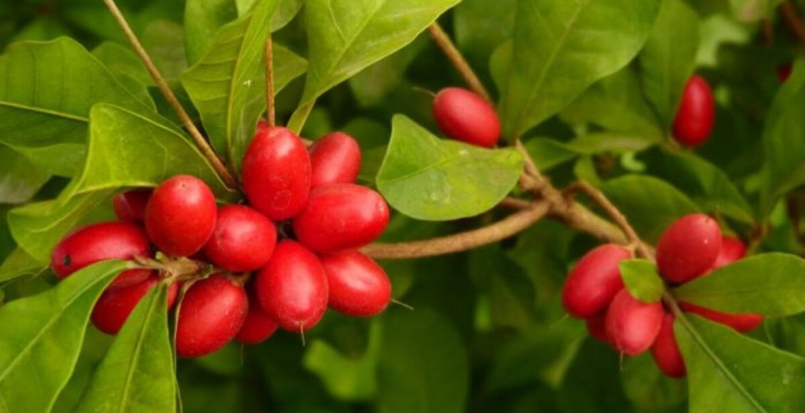 Como plantar fruta do milagre? Veja as dicas mais fáceis do mundo que podem te ajudar - Fonte: Pixabay