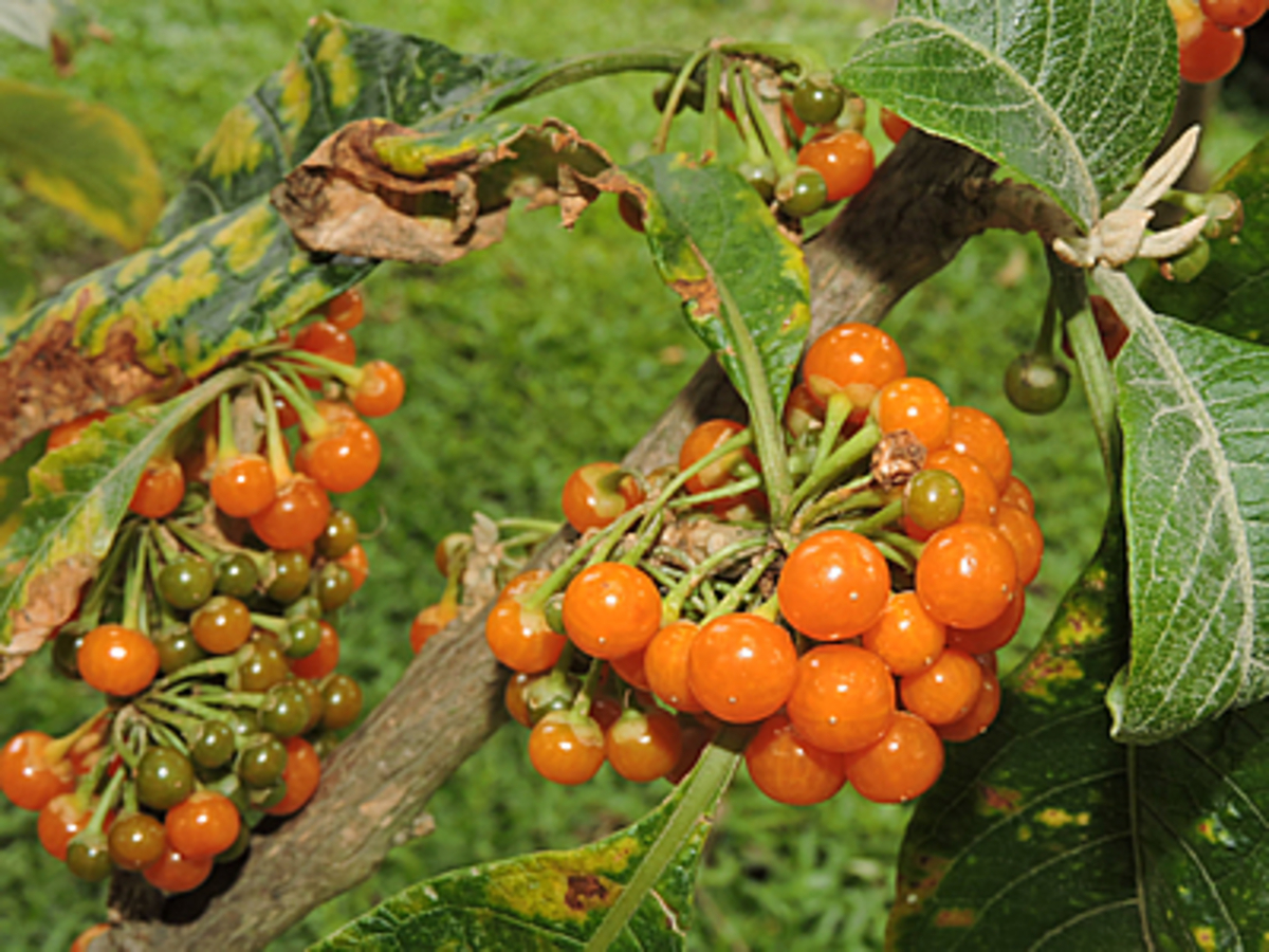 Como cultivar Fruta-do-sabiá ? Veja dicas práticas que podem te ajudar no dia a dia - Fonte? Pixabay