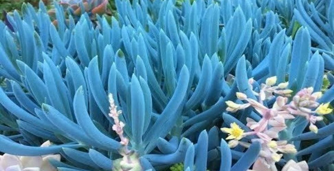 Como cultivar Senécio-azul? Veja dicas de plantio, terra e tipo de luz indicada para planta africana - Fonte: Pixabay
