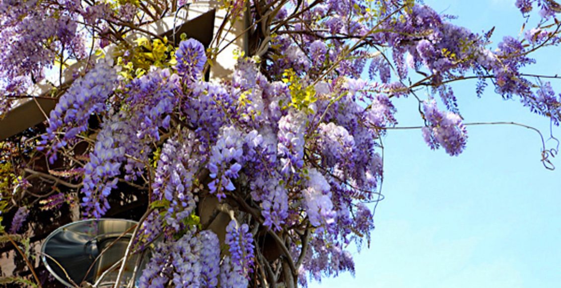Como cultivar a Wisteria? Conheça a planta do Japão que brilha no escuro! - Fonte: Pixabay