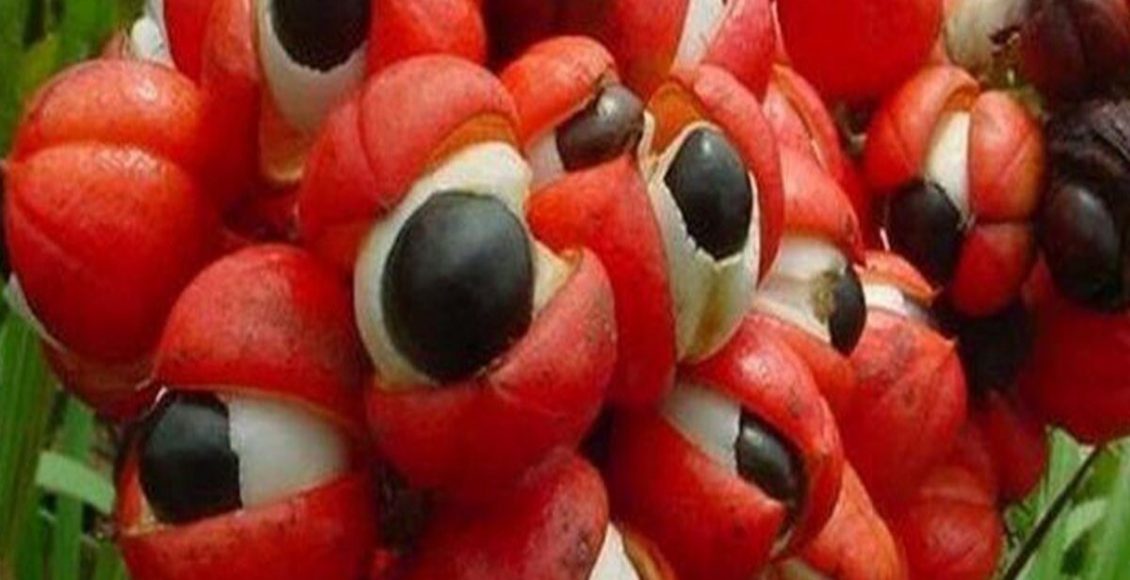 Como cultivar guaraná? Veja dicas práticas para que a sua planta dê frutos - Fonte: Canvas