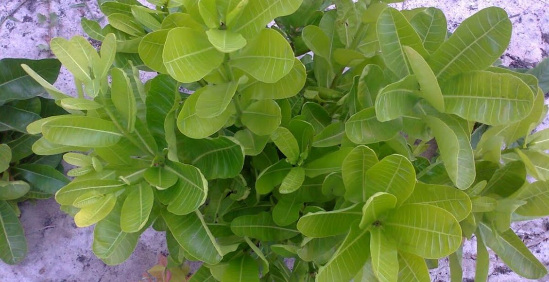 Quais doenças a Leiteira-africana cura? Saiba como usar a planta para a medicina - Fonte: Pixabay