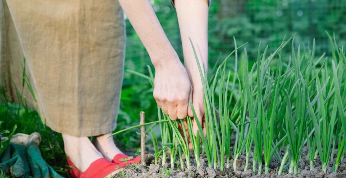 horta em casa aprenda a cultivar seus próprios temperos - Reprodução Canva