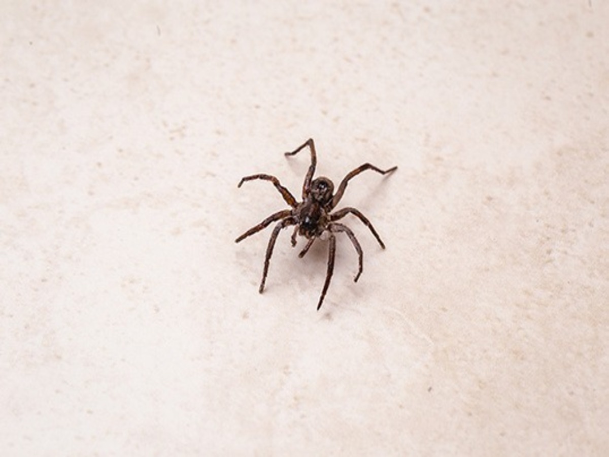 Receita de repelente natural contra aranhas: veja como fazer em casa de forma fácil - Fonte: Pixaaby
