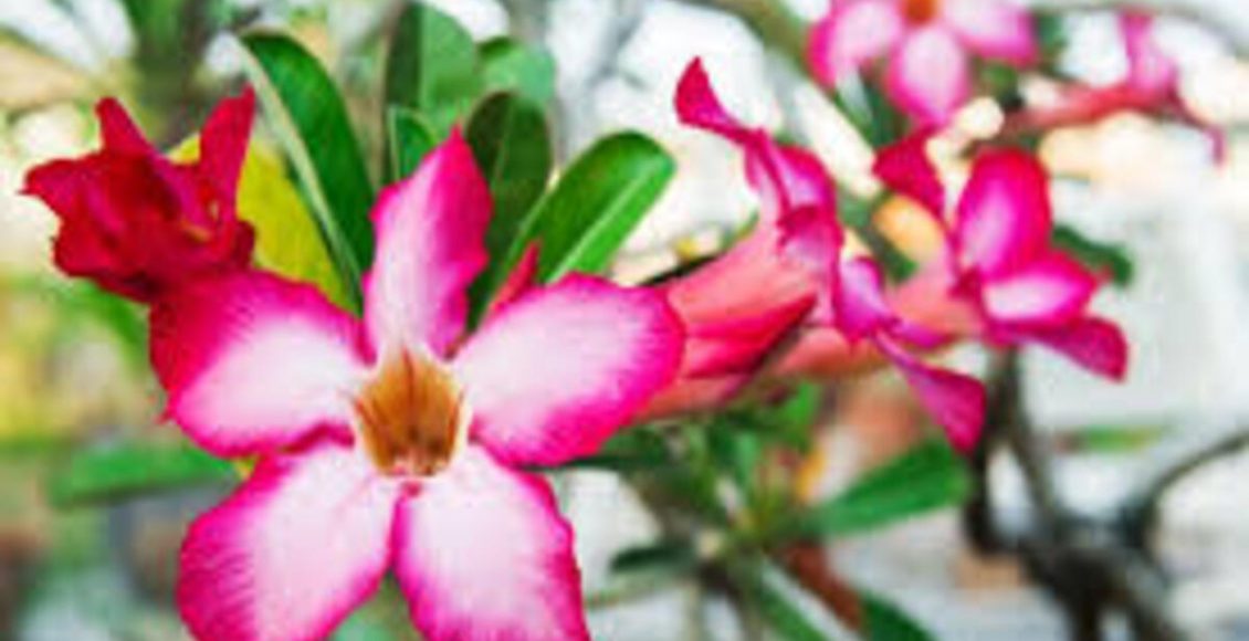 Como cultivar Lírio-impala? Veja dicas práticas que podem te ajudar neste artigo -Fonte: Pixabay