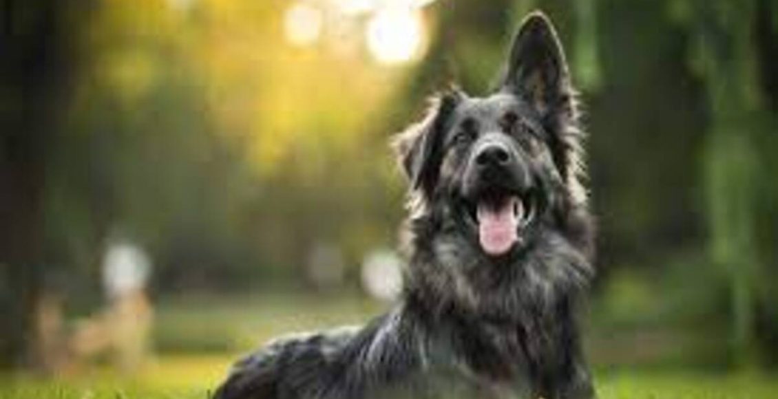 Repelente caseiro para cachorro: veja como espantar moscas e mosquitos do seu pet - Fonte: Pixabay