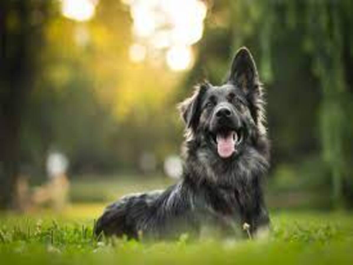 Repelente caseiro para cachorro: veja como espantar moscas e mosquitos do seu pet - Fonte: Pixabay