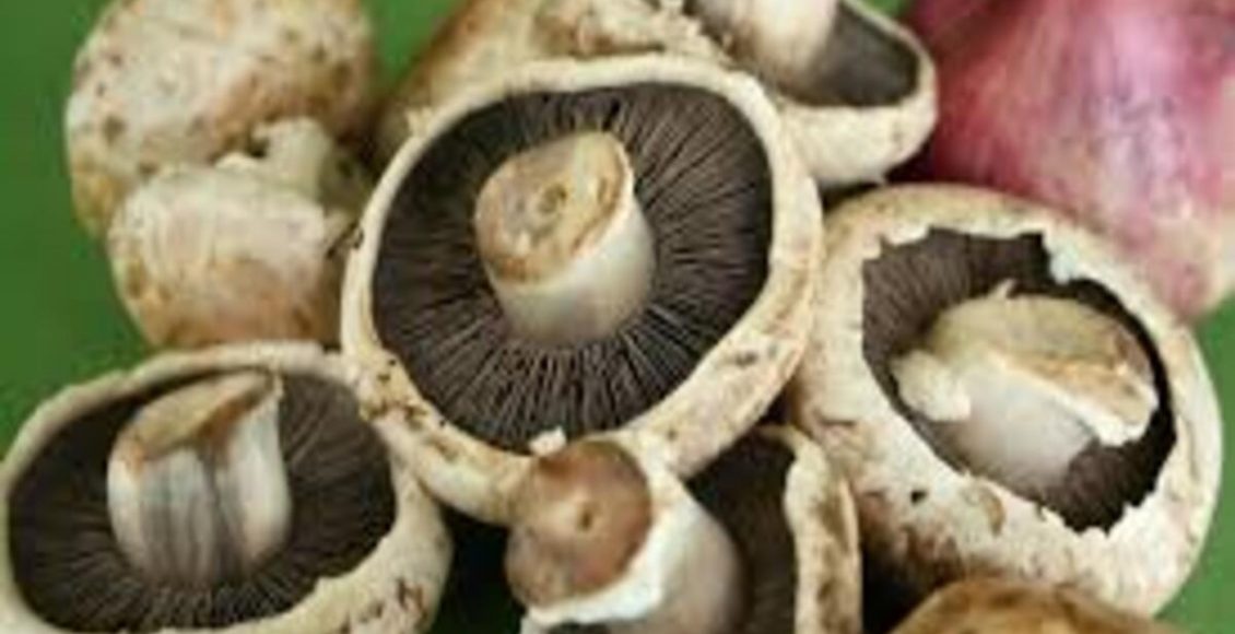 Cogumelo Portobello: como cultivar de forma saudável para inserir na alimentação - Fonte: Pixabay