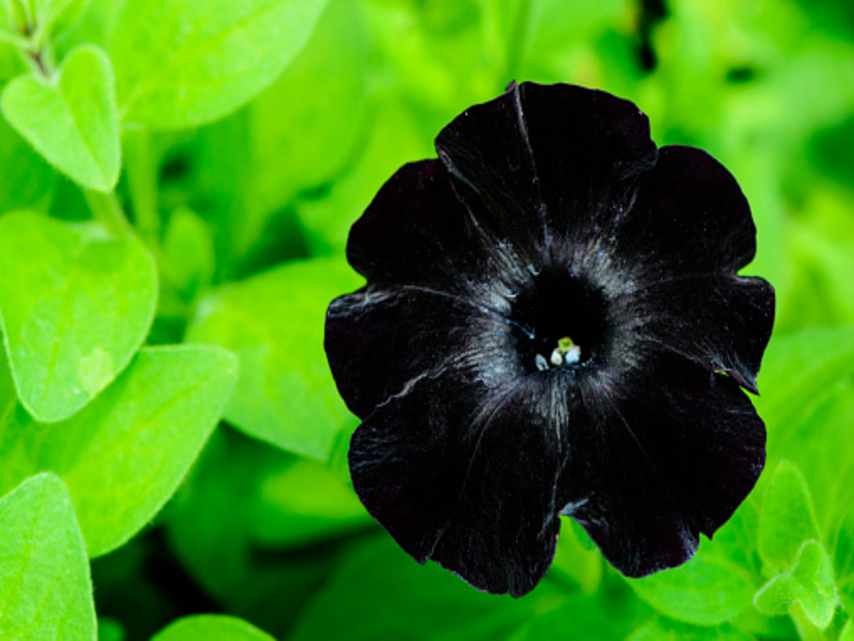 Petúnia “Black Velvet”: veja como cultivar essa planta em casa e sem nenhuma dificuldade - Fonte: Pixabay